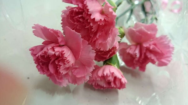 【和歌山県内発】 母の日ミステリー 日帰り3